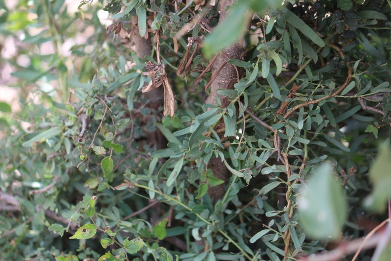 Antizoma angustifolia photo 5