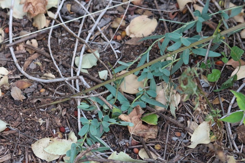 Antizoma angustifolia photo 6