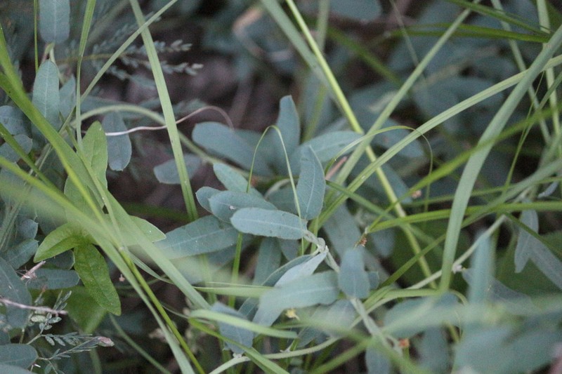 Antizoma angustifolia photo 7