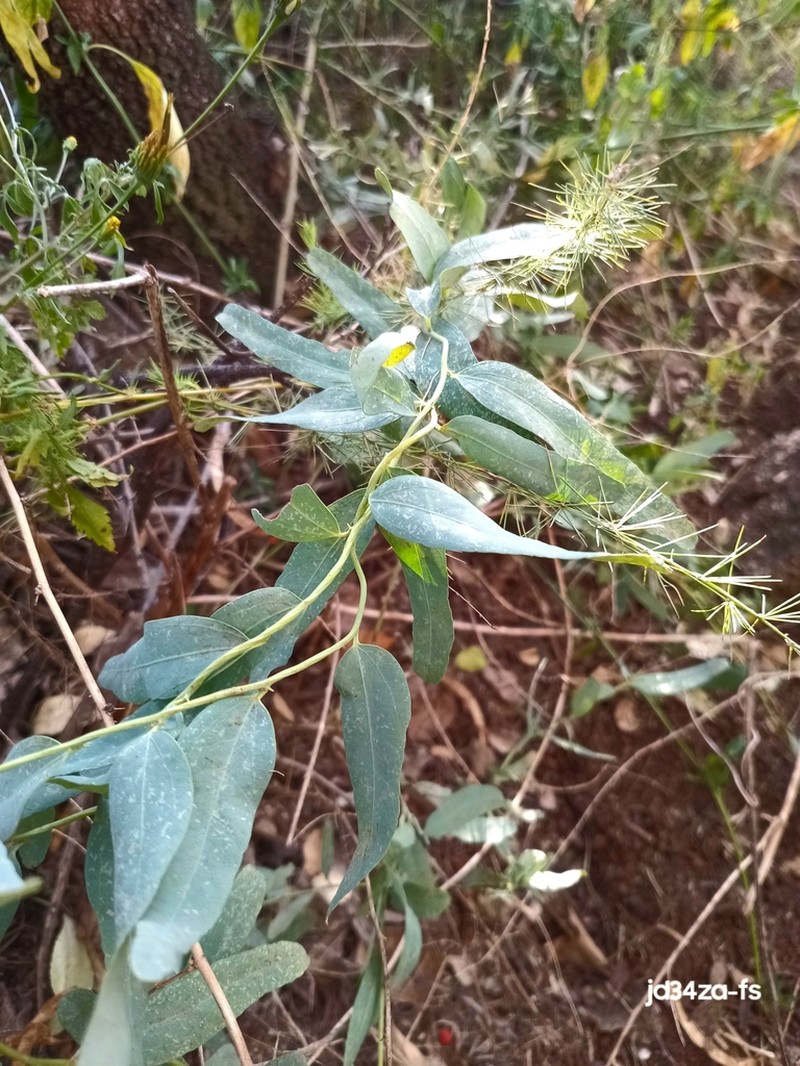 Antizoma angustifolia photo 8