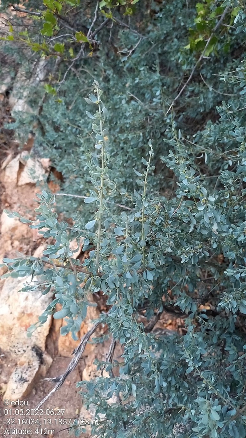 Antizoma miersiana