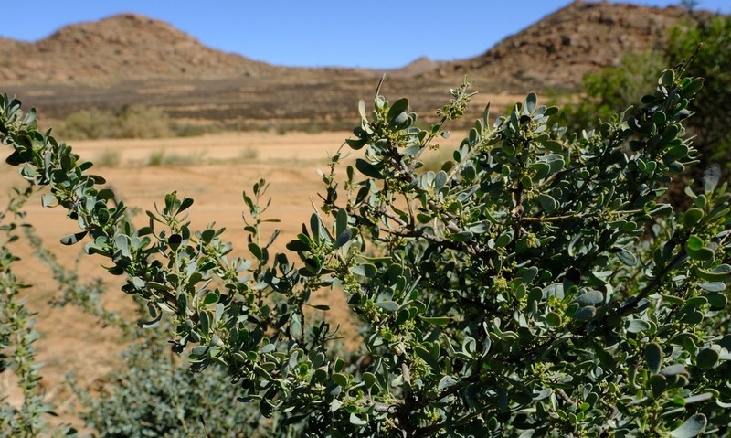 Antizoma miersiana photo 3