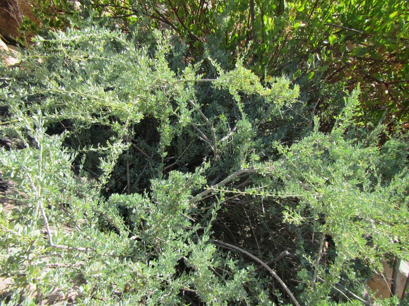 Antizoma miersiana photo 4