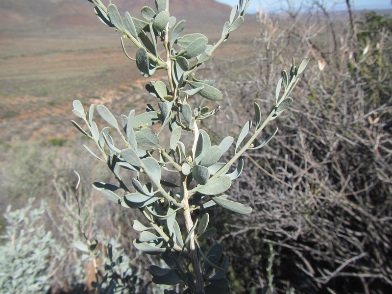 Antizoma miersiana photo 6
