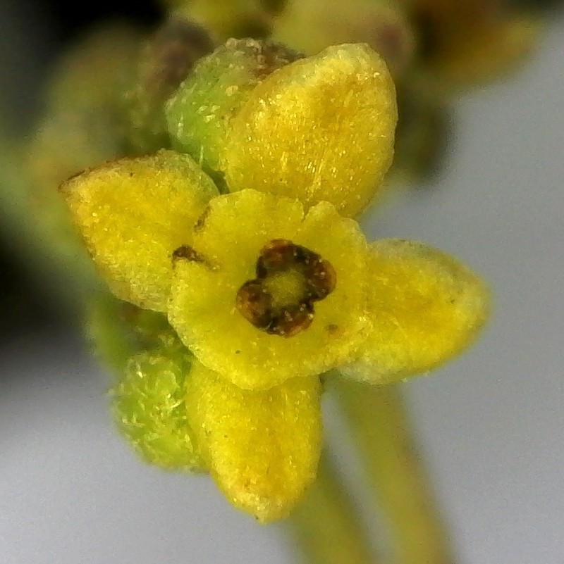 Antizoma miersiana photo 7