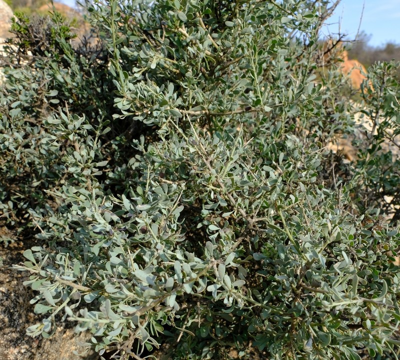 Antizoma miersiana photo 8