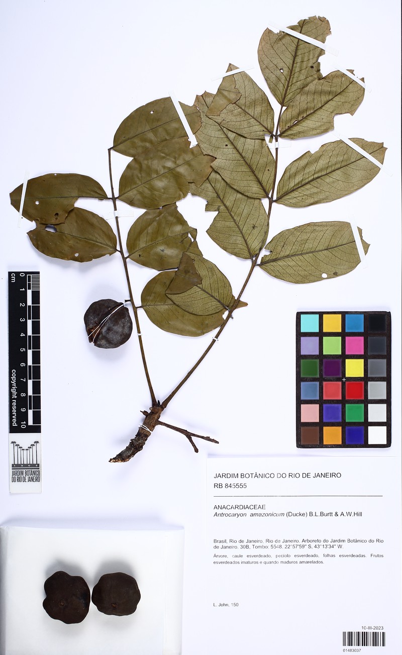 Antrocaryon amazonicum photo 2