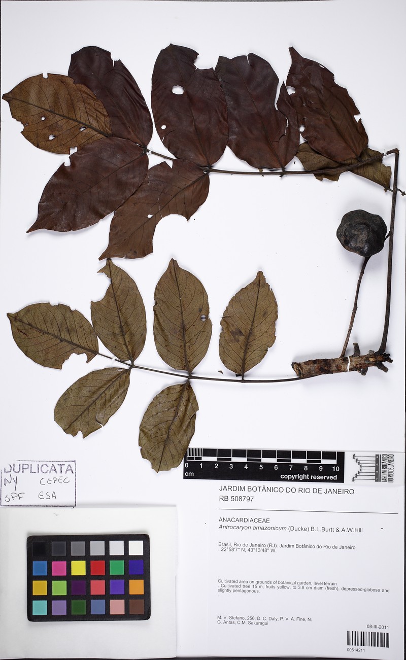 Antrocaryon amazonicum photo 3