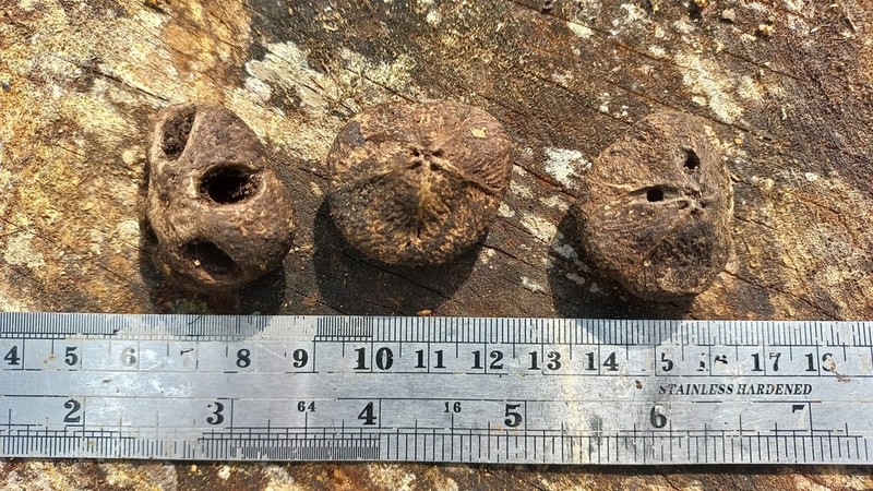 Antrocaryon amazonicum