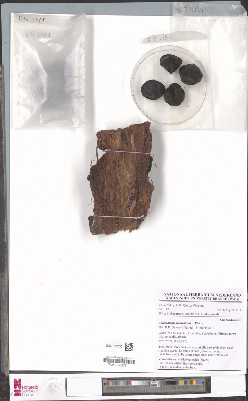 Antrocaryon klaineanum photo 2