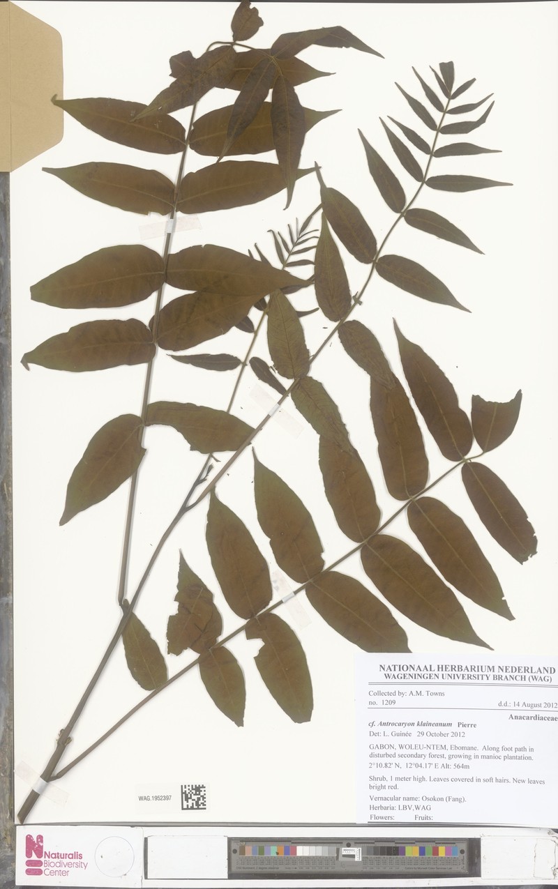 Antrocaryon klaineanum photo 3