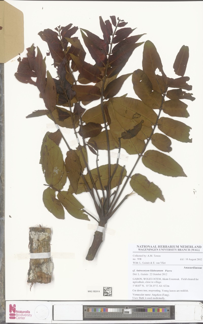 Antrocaryon klaineanum photo 4