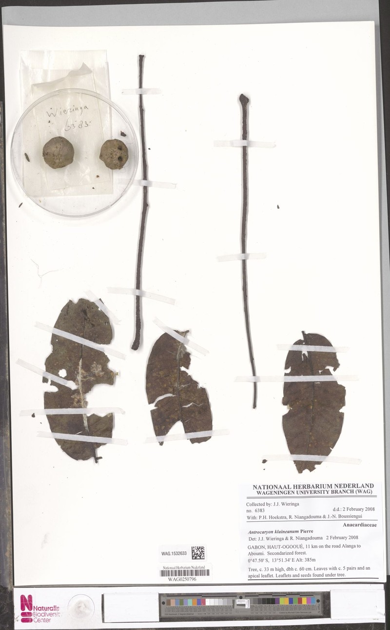 Antrocaryon klaineanum photo 5