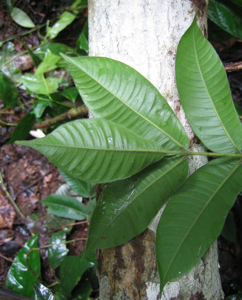 Antrocaryon micraster photo 2
