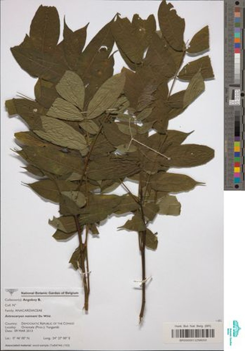 Antrocaryon nannanii