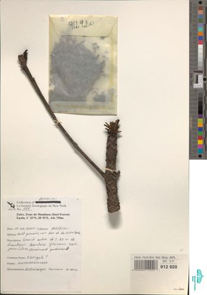Antrocaryon nannanii photo 2