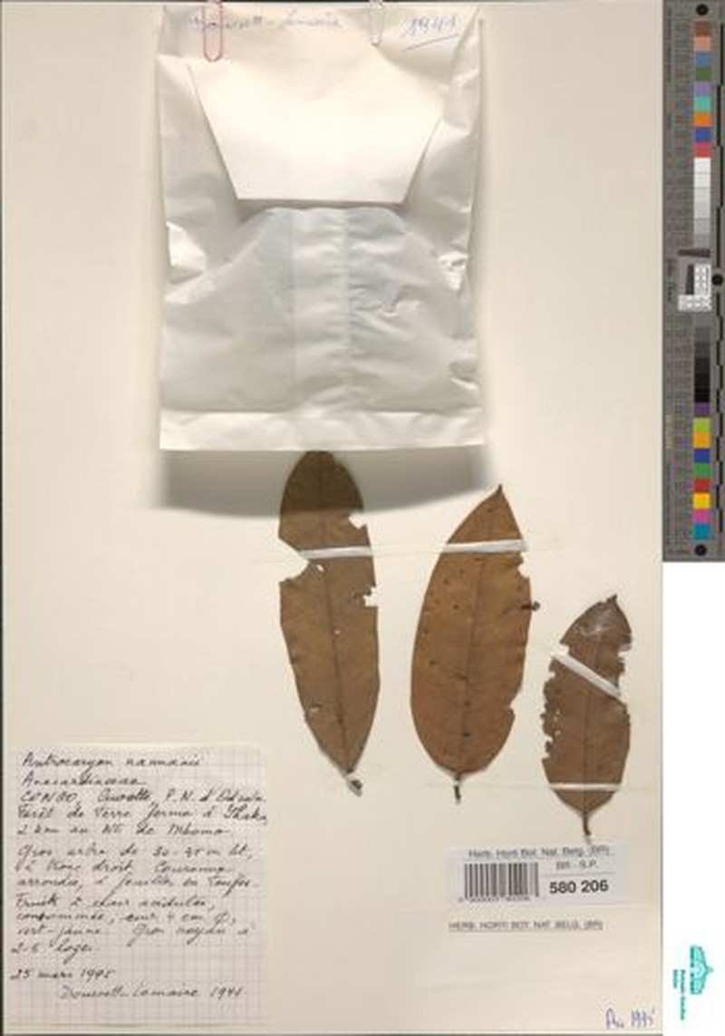 Antrocaryon nannanii photo 3