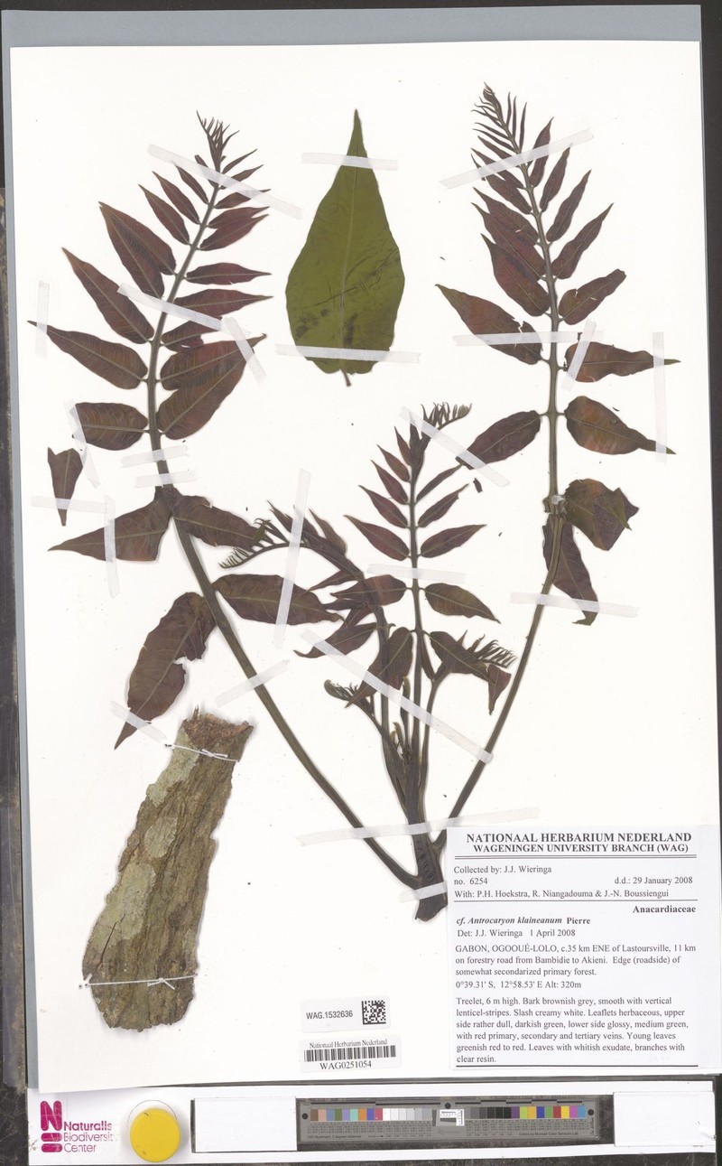 Antrocaryon nannanii photo 5