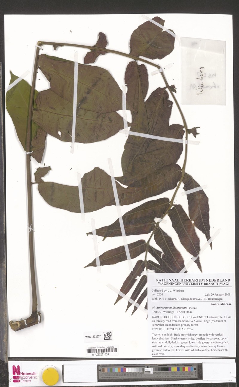 Antrocaryon nannanii photo 6