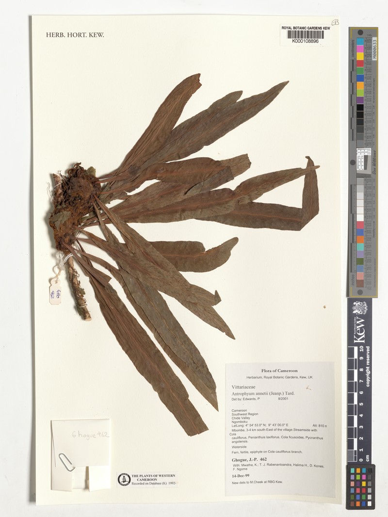 Antrophyum annetii photo 4