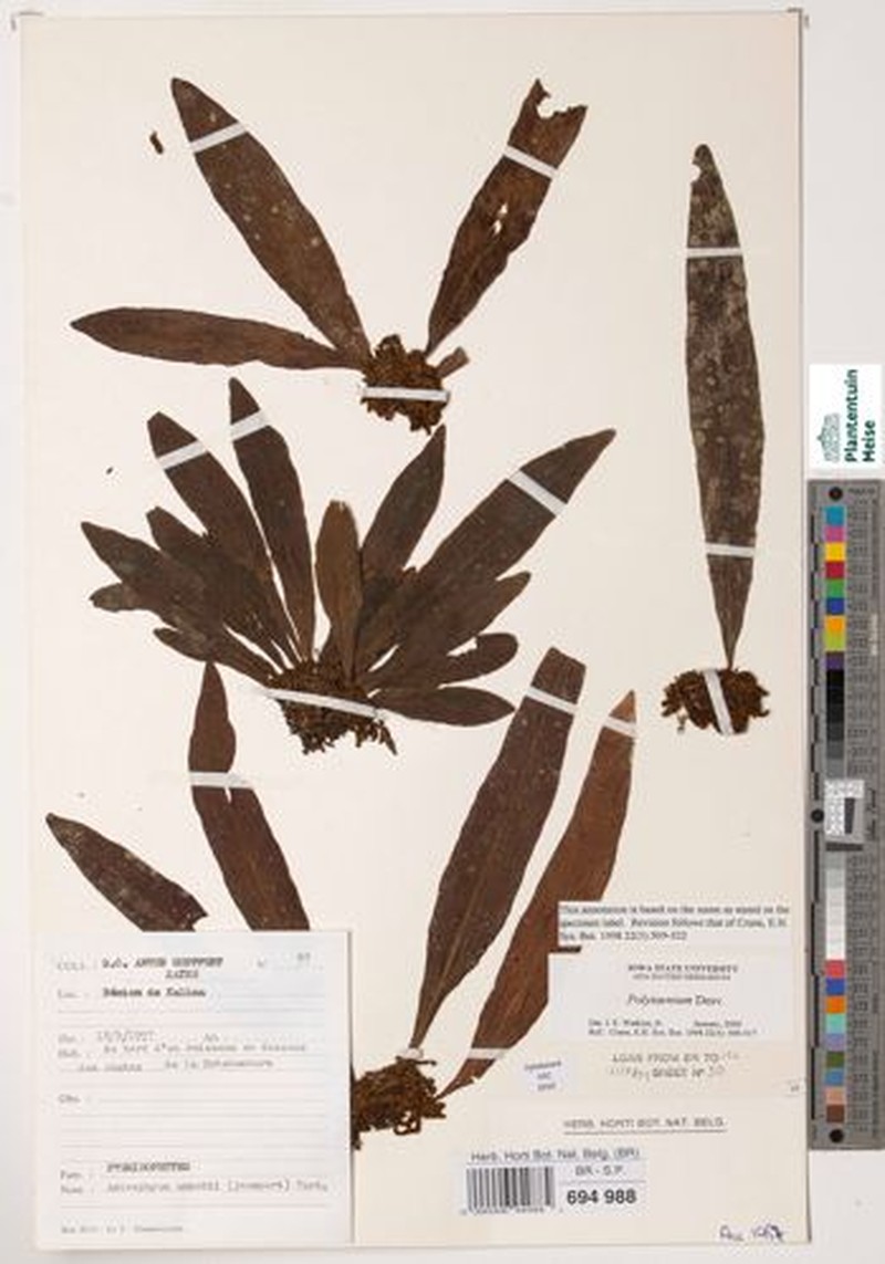 Antrophyum annetii