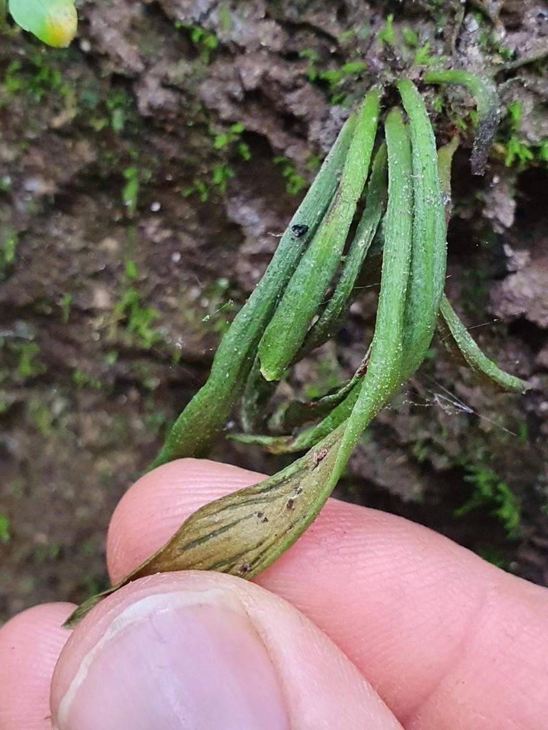 Antrophyum austroqueenslandicum photo 3