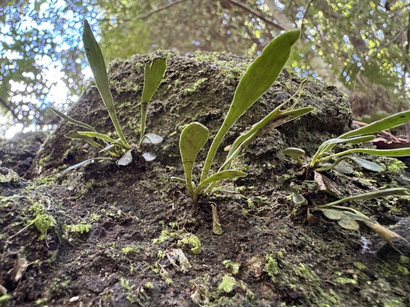 Antrophyum austroqueenslandicum photo 4