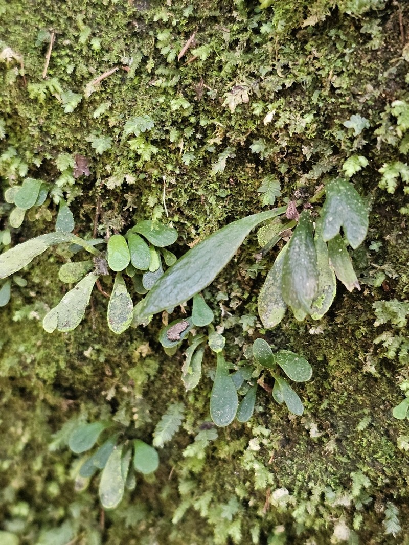 Antrophyum austroqueenslandicum photo 5