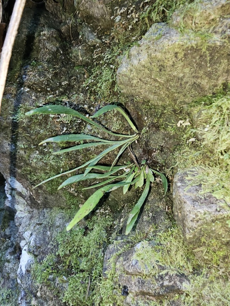 Antrophyum austroqueenslandicum photo 6