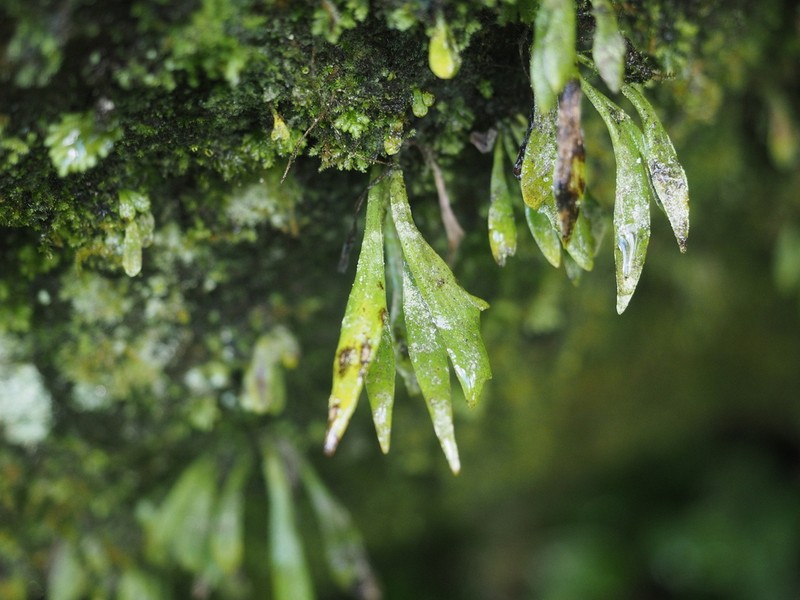 Antrophyum austroqueenslandicum photo 7