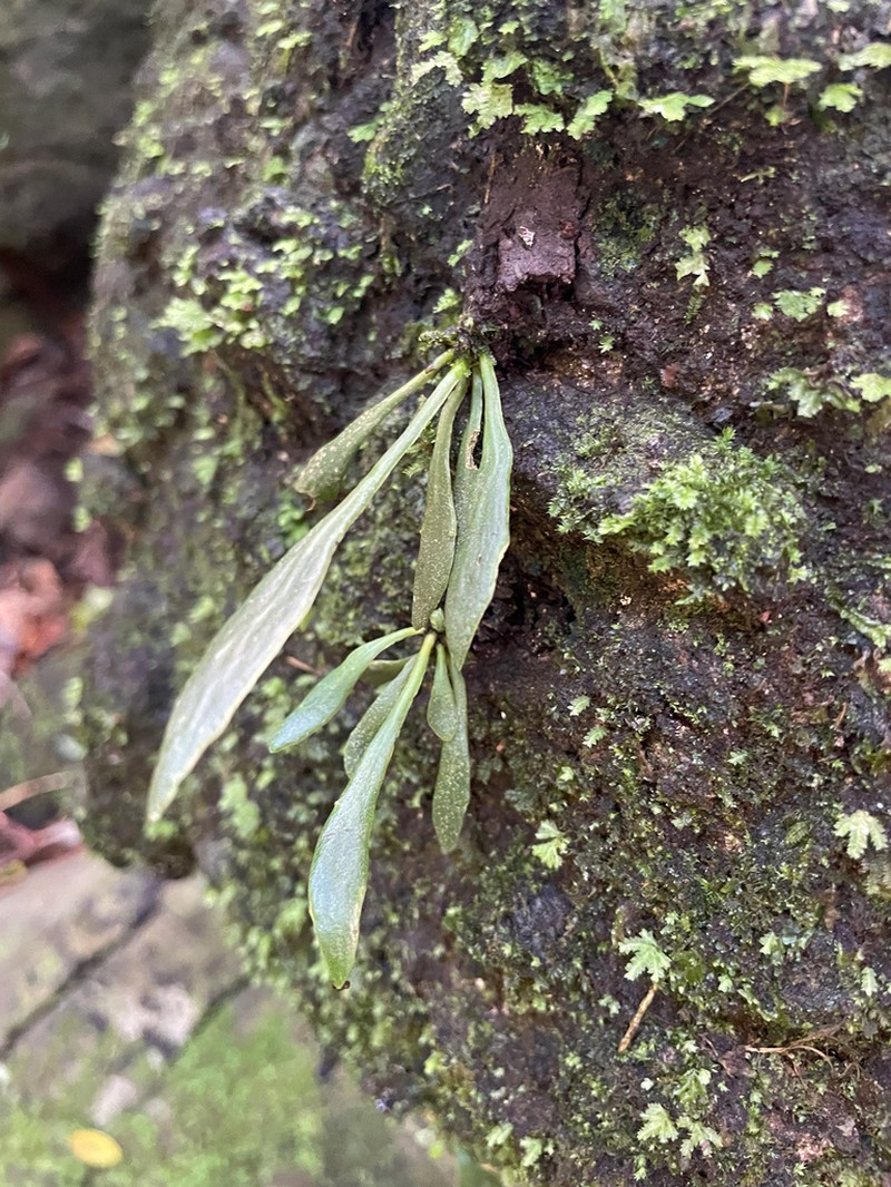 Antrophyum austroqueenslandicum photo 8