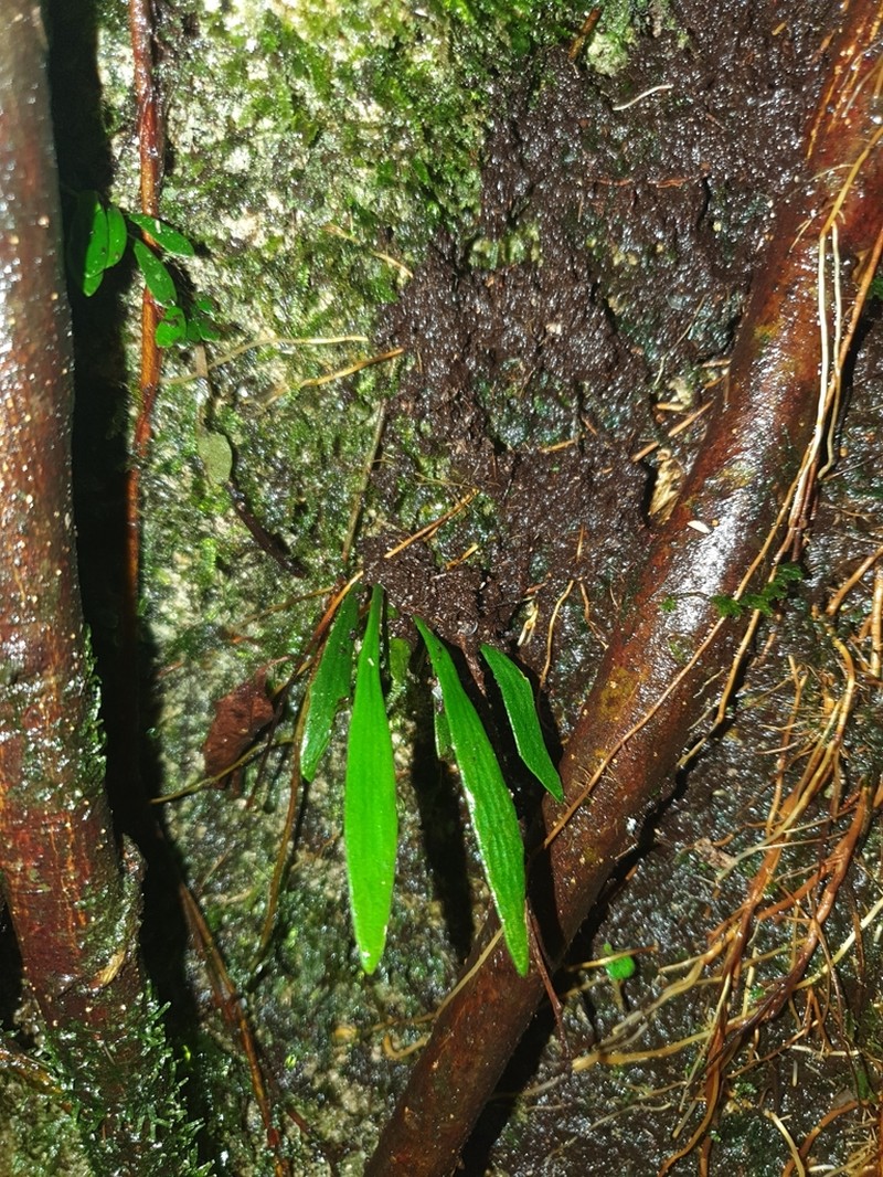 Antrophyum austroqueenslandicum