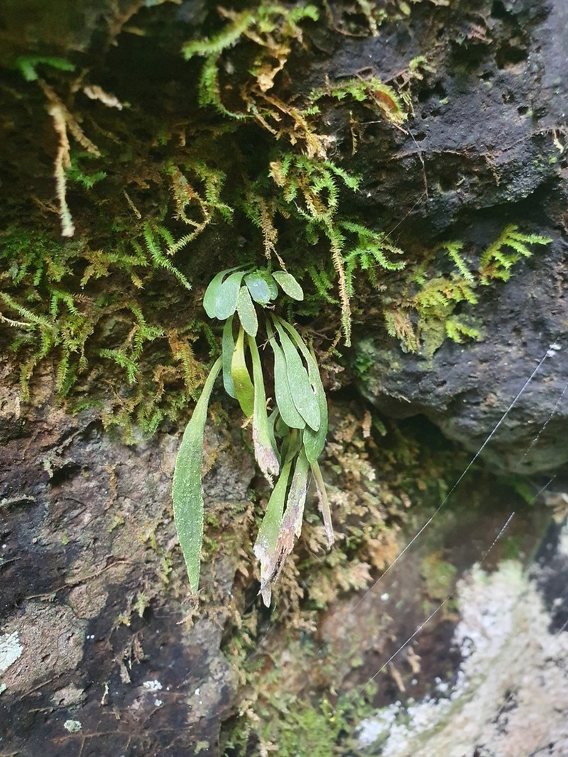 Antrophyum austroqueenslandicum photo 2