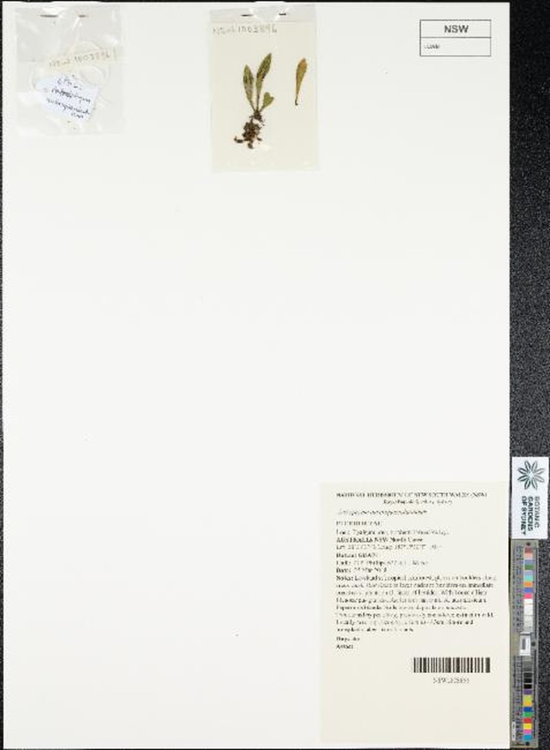 Antrophyum austroqueenslandicum photo 3