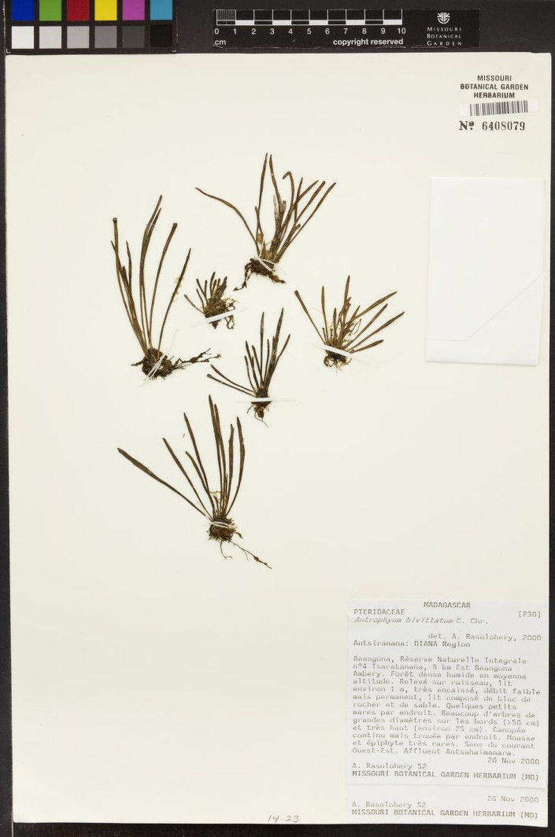 Antrophyum bivittatum