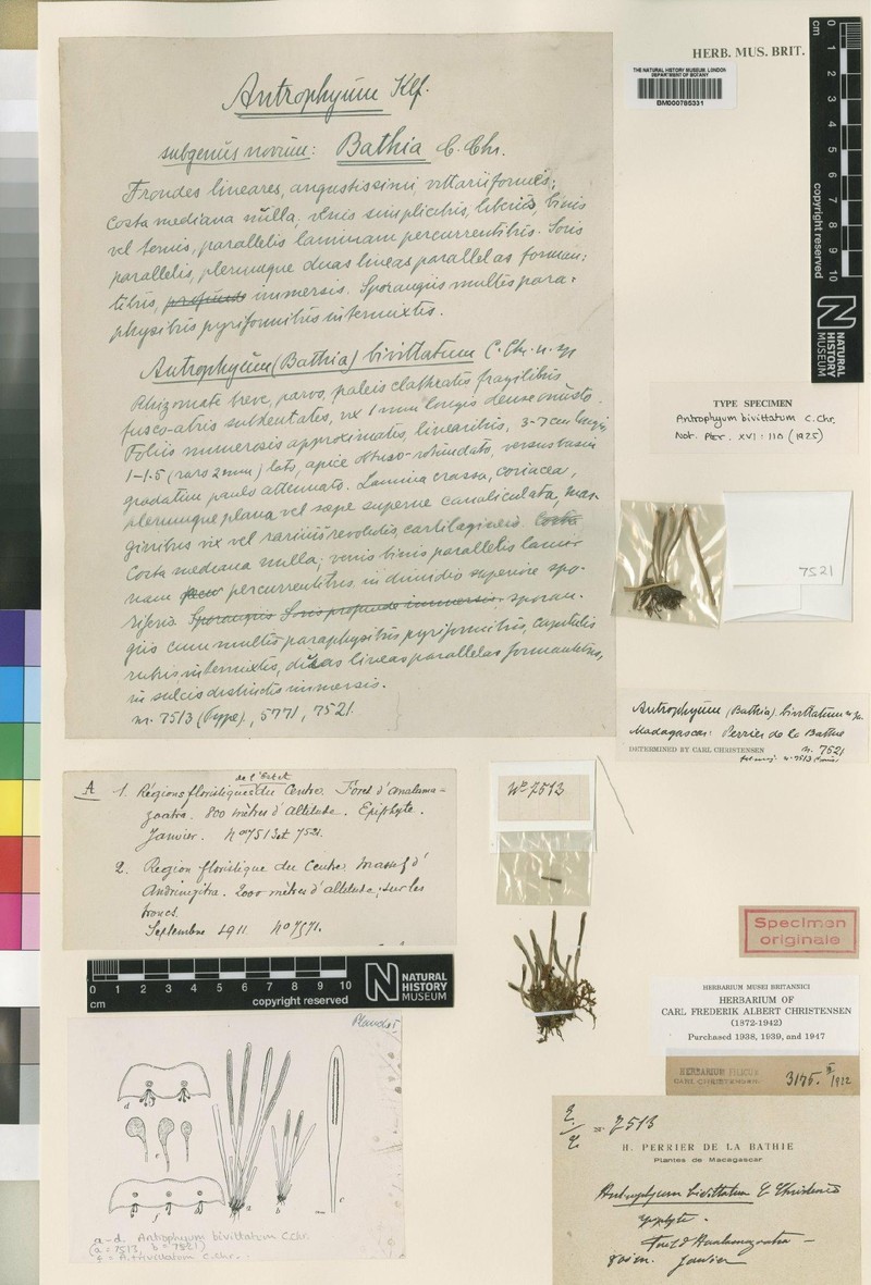Antrophyum bivittatum photo 2