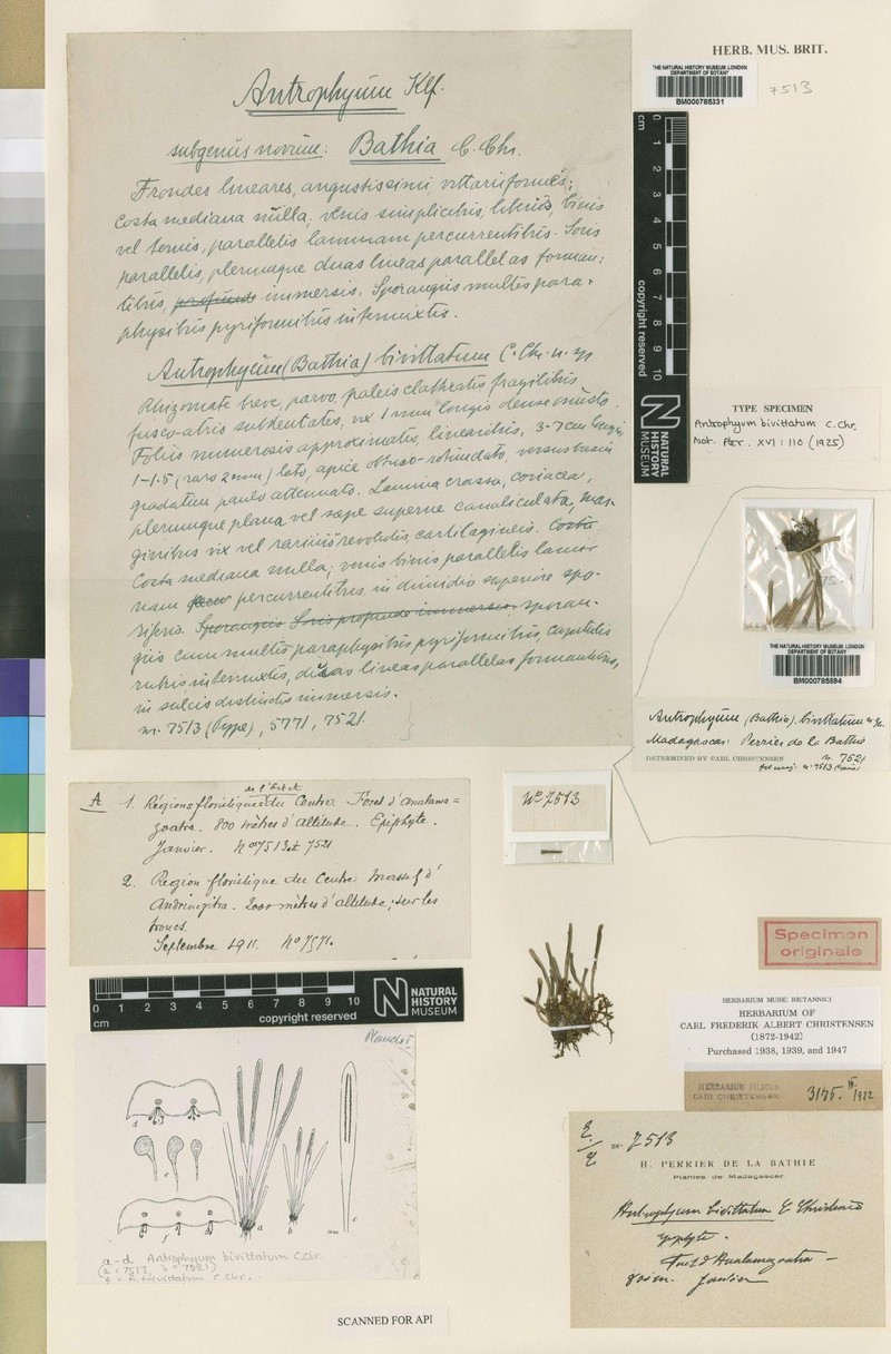 Antrophyum bivittatum photo 3