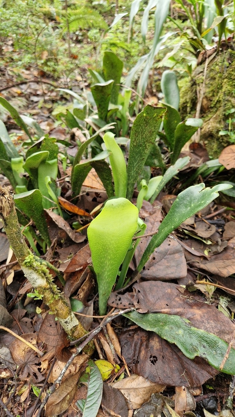 Antrophyum boryanum