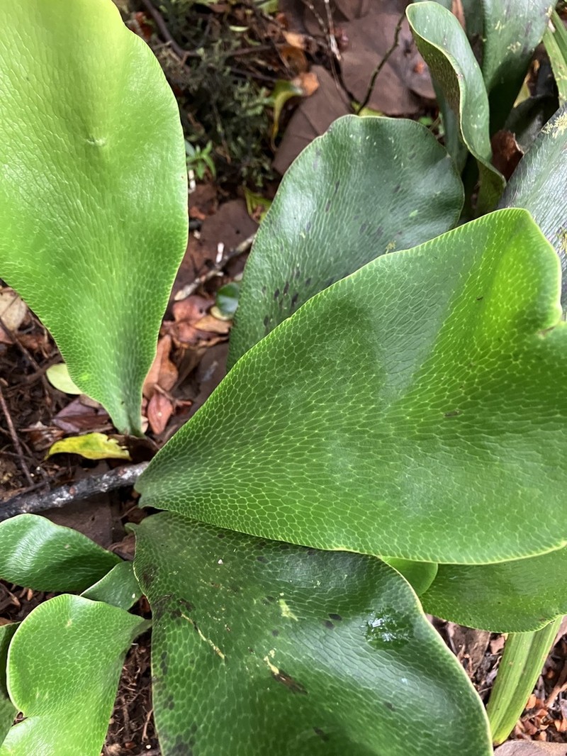 Antrophyum boryanum photo 2