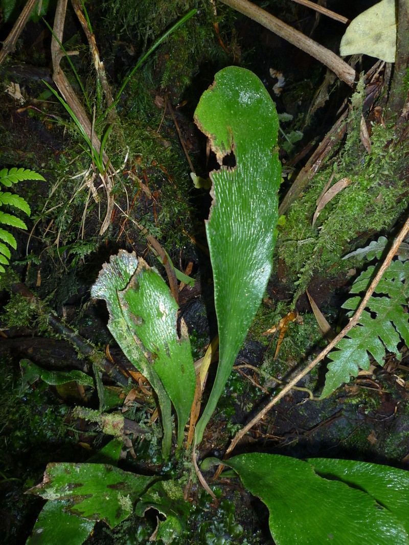 Antrophyum boryanum photo 3