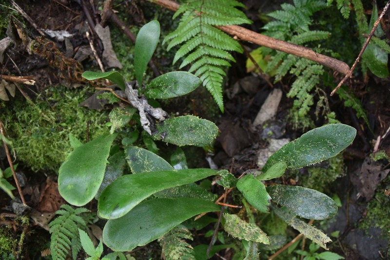 Antrophyum boryanum photo 4