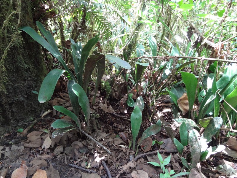 Antrophyum boryanum photo 5