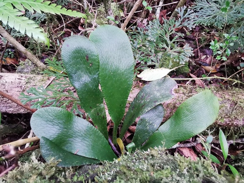 Antrophyum boryanum photo 6