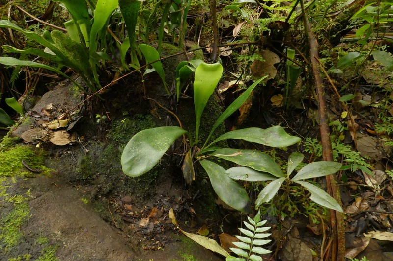 Antrophyum boryanum photo 7