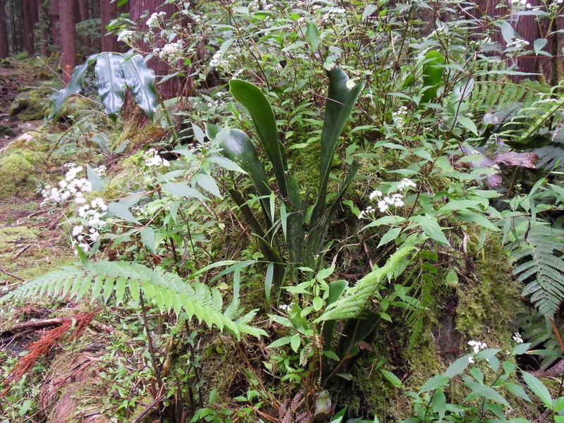 Antrophyum boryanum photo 8