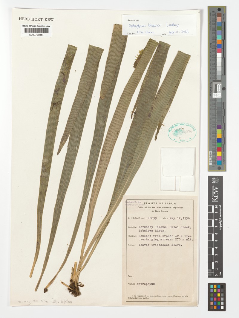 Antrophyum brassii photo 2