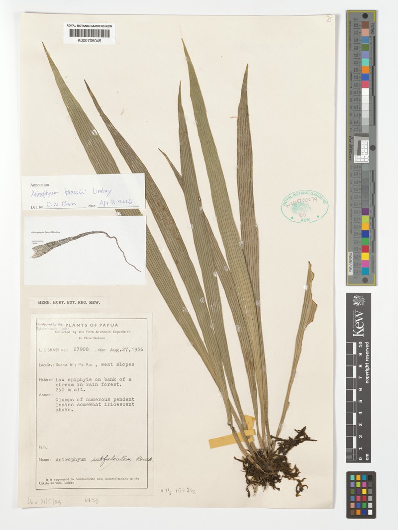 Antrophyum brassii photo 3