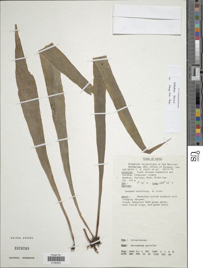 Antrophyum brassii photo 4