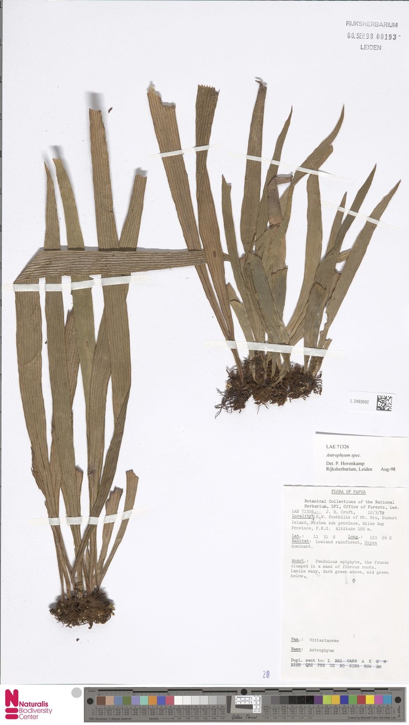 Antrophyum brassii