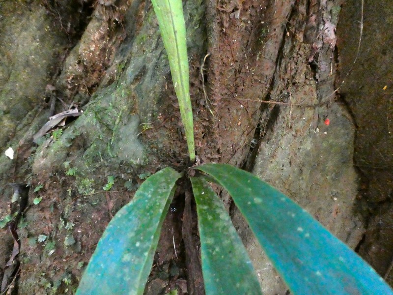 Winged Lineleaf Fern